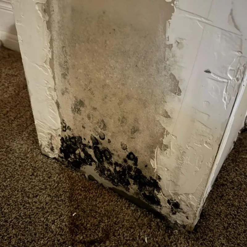 Professional Mold Removal in Johnson County, KY